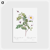 アートポストカード-Double White Burnet Rose - ピエール ジョゼフ ルドゥーテ Postcard.