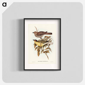 アートポスター-Yellow-bellied Sphecotheres
 - ジョン グールド Poster.