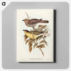 アートパネル-Yellow-bellied Sphecotheres
 - ジョン グールド Canvas.