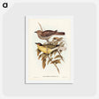 アートポストカード-Yellow-bellied Sphecotheres
 - ジョン グールド Postcard.