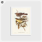 アートポストカード-Yellow-bellied Sphecotheres
 - ジョン グールド Postcard.