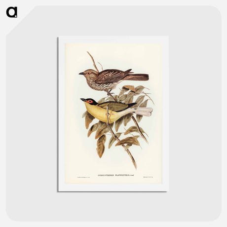 アートポストカード-Yellow-bellied Sphecotheres
 - ジョン グールド Postcard.