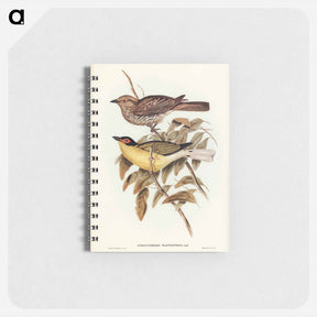 アートメモ帳-Yellow-bellied Sphecotheres
 - ジョン グールド Memo.