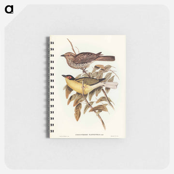 Yellow-bellied Sphecotheres
 - ジョン グールド Memo.