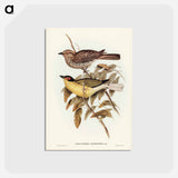 アートポストカード-Yellow-bellied Sphecotheres
 - ジョン グールド Postcard.