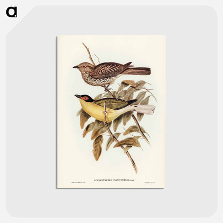 アートポストカード-Yellow-bellied Sphecotheres
 - ジョン グールド Postcard.