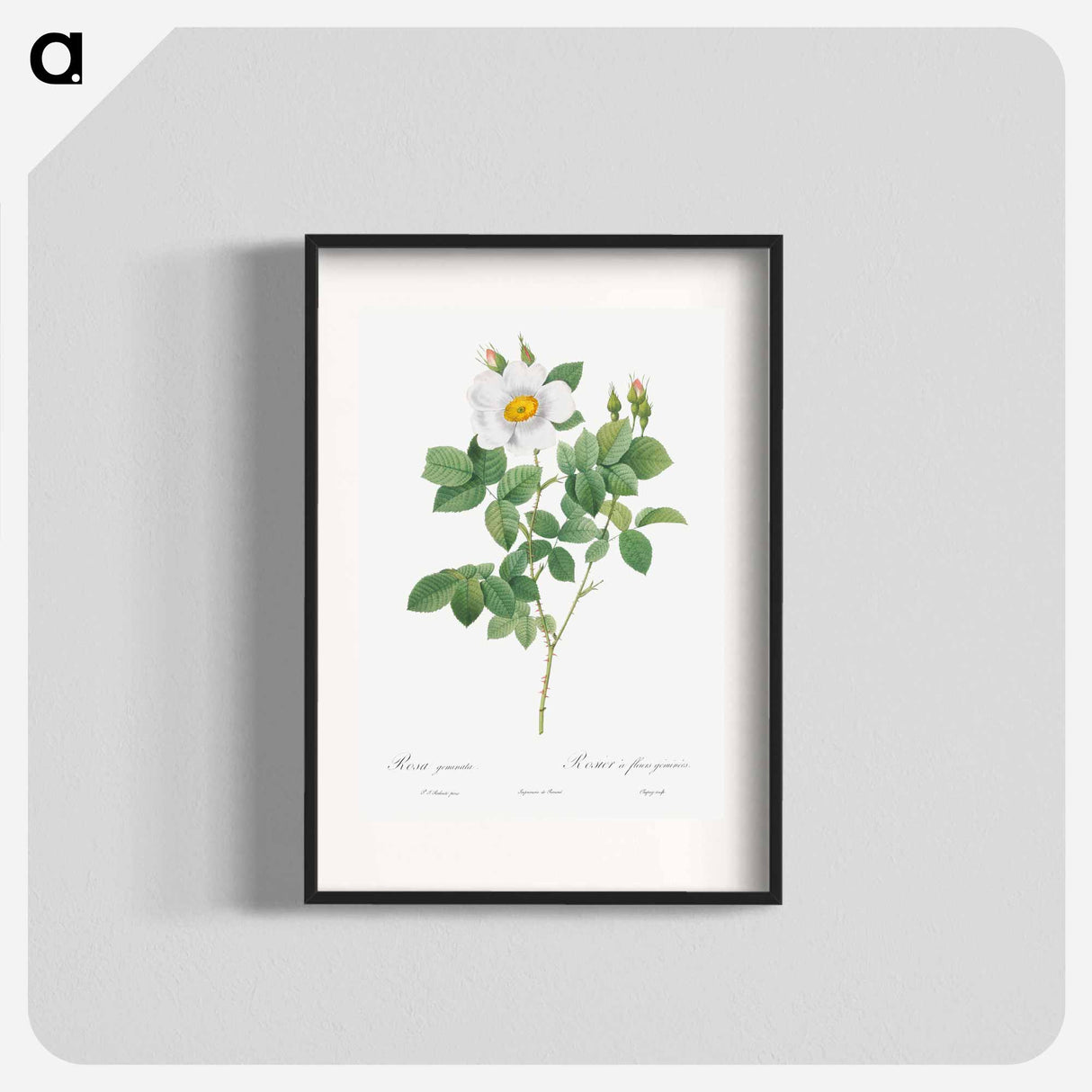 Twin-Flowered White Rose - Pierre Joseph Redouté Poster.