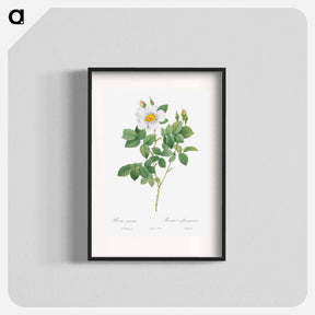 アートポスター-Twin-Flowered White Rose - ピエール ジョゼフ ルドゥーテ Poster.