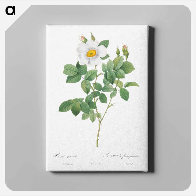 アートパネル-Twin-Flowered White Rose - ピエール ジョゼフ ルドゥーテ Canvas.