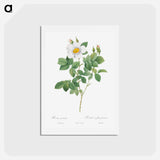 アートポストカード-Twin-Flowered White Rose - ピエール ジョゼフ ルドゥーテ Postcard.