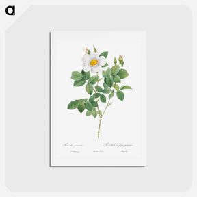 アートポストカード-Twin-Flowered White Rose - ピエール ジョゼフ ルドゥーテ Postcard.