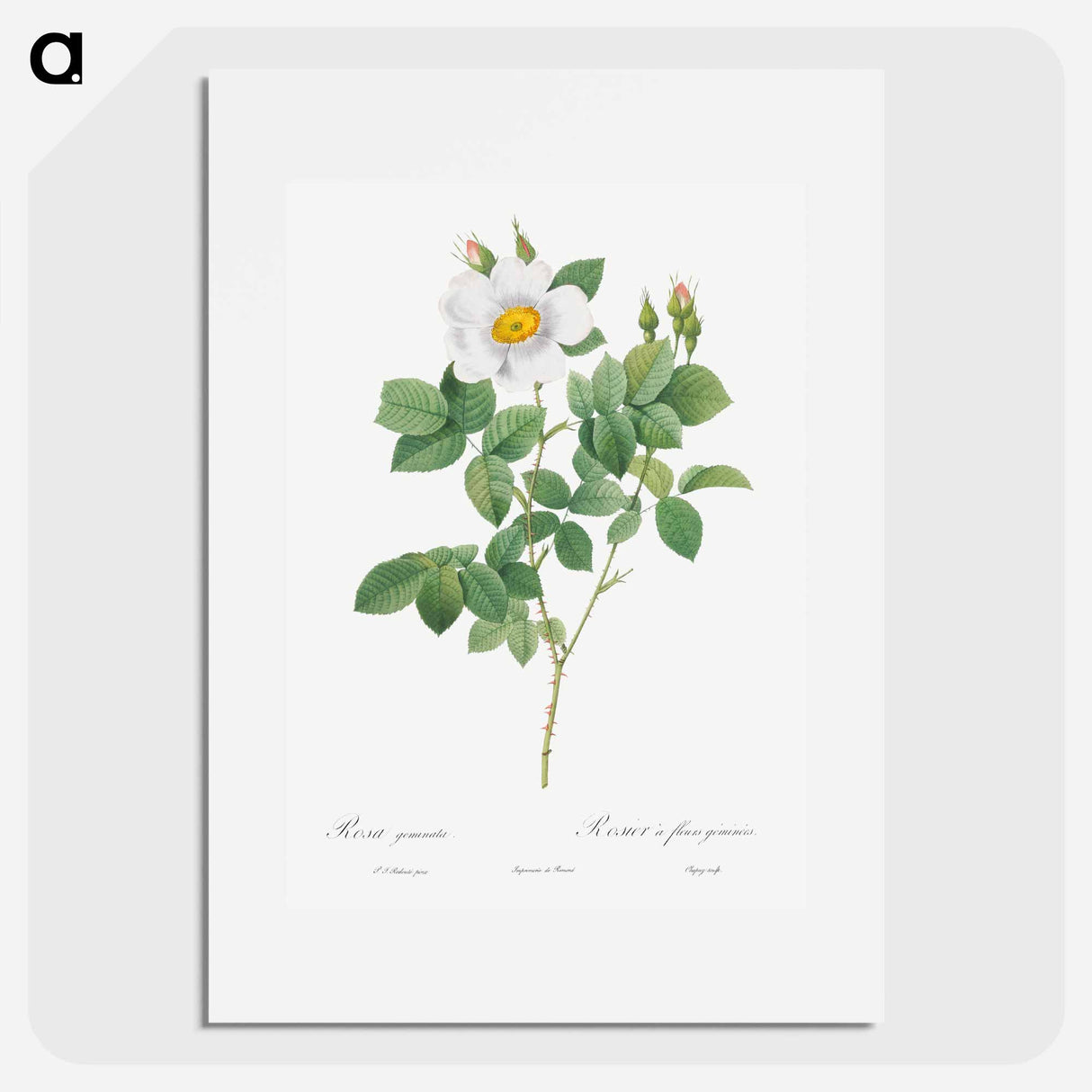 Twin-Flowered White Rose - Pierre Joseph Redouté Poster.