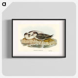 Blue Petrel
 - オーストラリアの鳥 Poster.