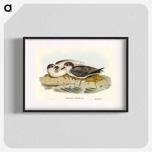 Blue Petrel
 - オーストラリアの鳥 Poster.