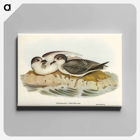 アートパネル-Blue Petrel
 - オーストラリアの鳥 Canvas.