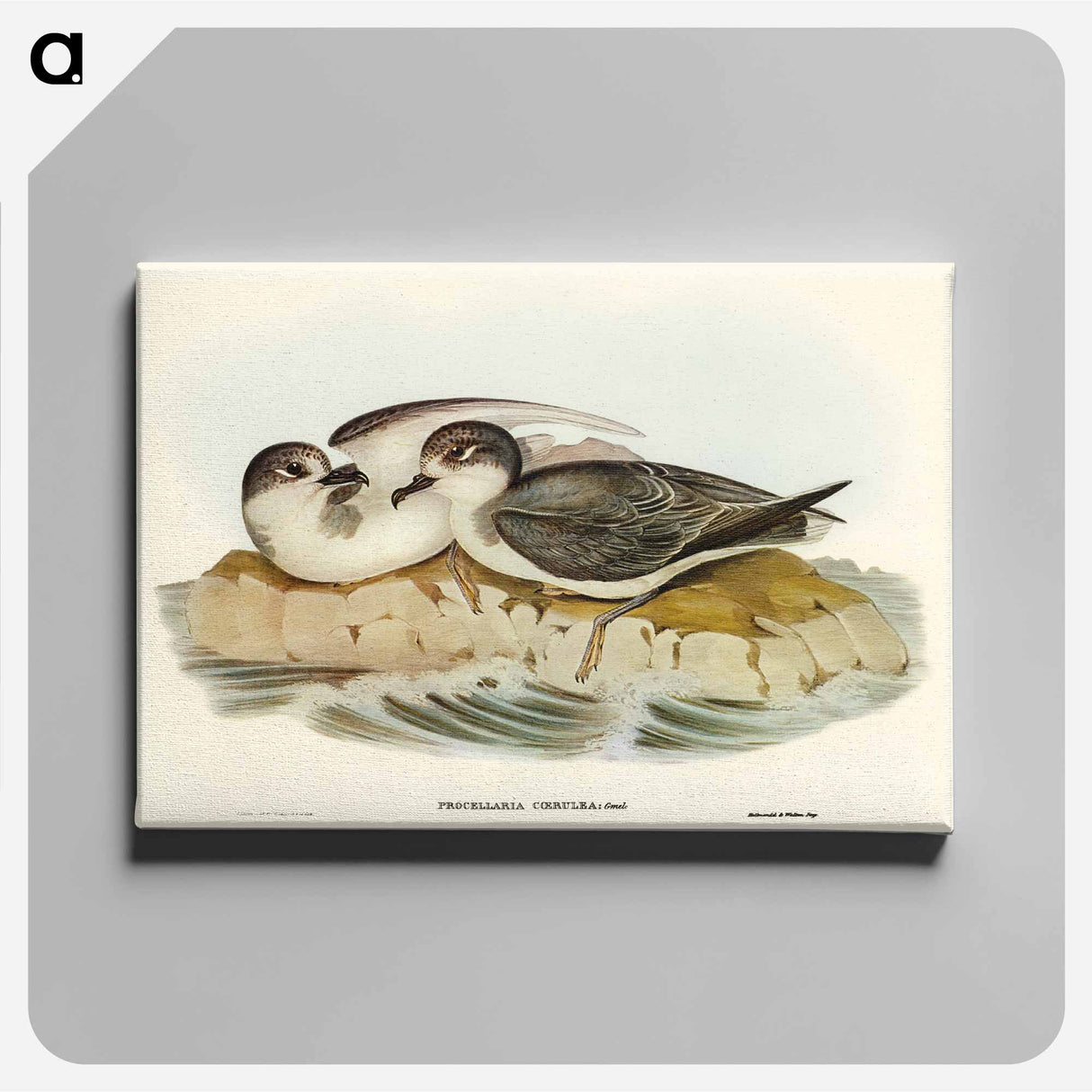 Blue Petrel
 - オーストラリアの鳥 Canvas.