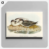 Blue Petrel
 - オーストラリアの鳥 Canvas.