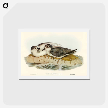 アートポストカード-Blue Petrel
 - オーストラリアの鳥 Postcard.