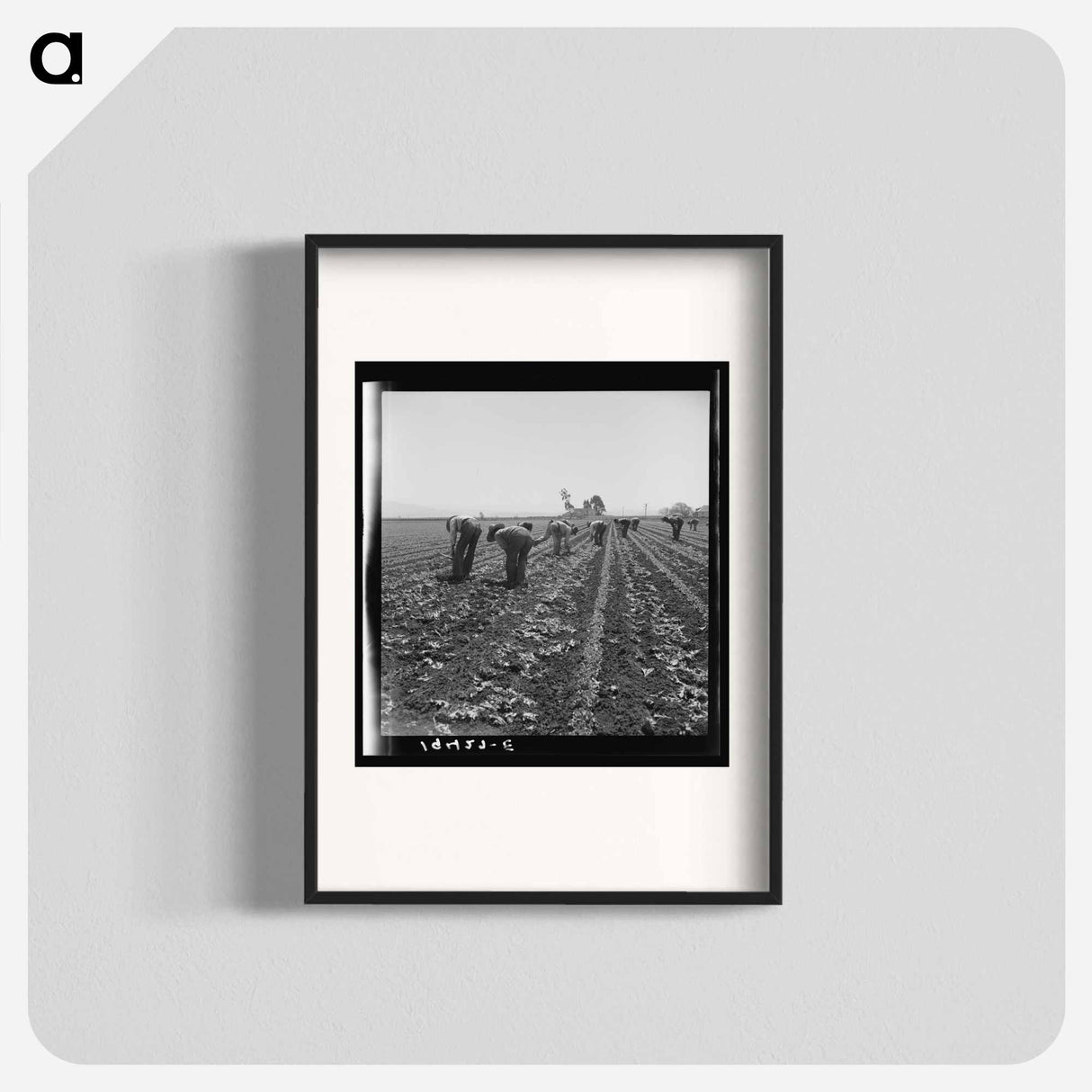 Gang of Filipino boys thinning lettuce - Dorothea Lange Poster.