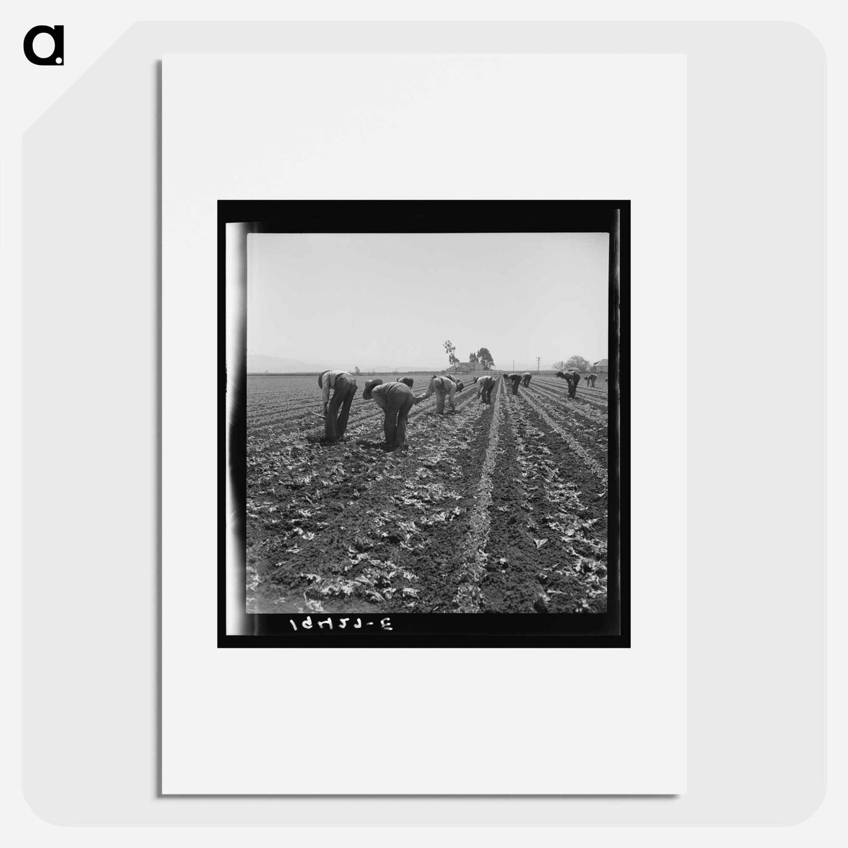 Gang of Filipino boys thinning lettuce - Dorothea Lange Poster.