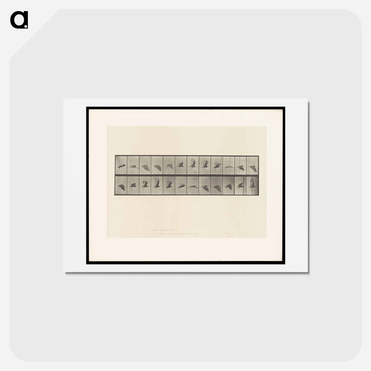 アートポストカード-Vulture in Flight
 - エドワード マイブリッジ Postcard.