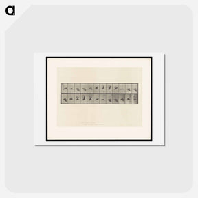 アートポストカード-Vulture in Flight
 - エドワード マイブリッジ Postcard.
