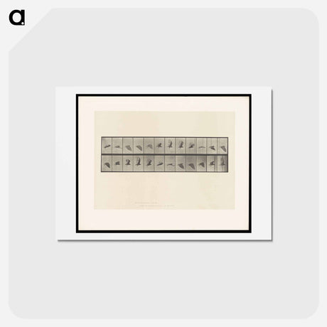 アートポストカード-Vulture in Flight
 - エドワード マイブリッジ Postcard.