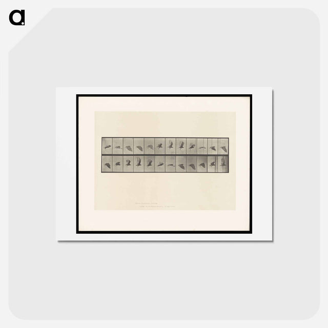 アートポストカード-Vulture in Flight
 - エドワード マイブリッジ Postcard.