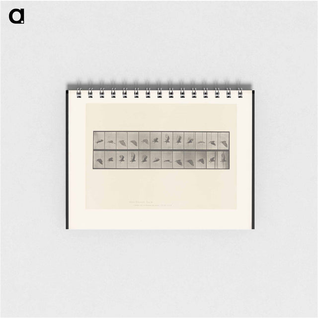 アートメモ帳-Vulture in Flight
 - エドワード マイブリッジ Memo.