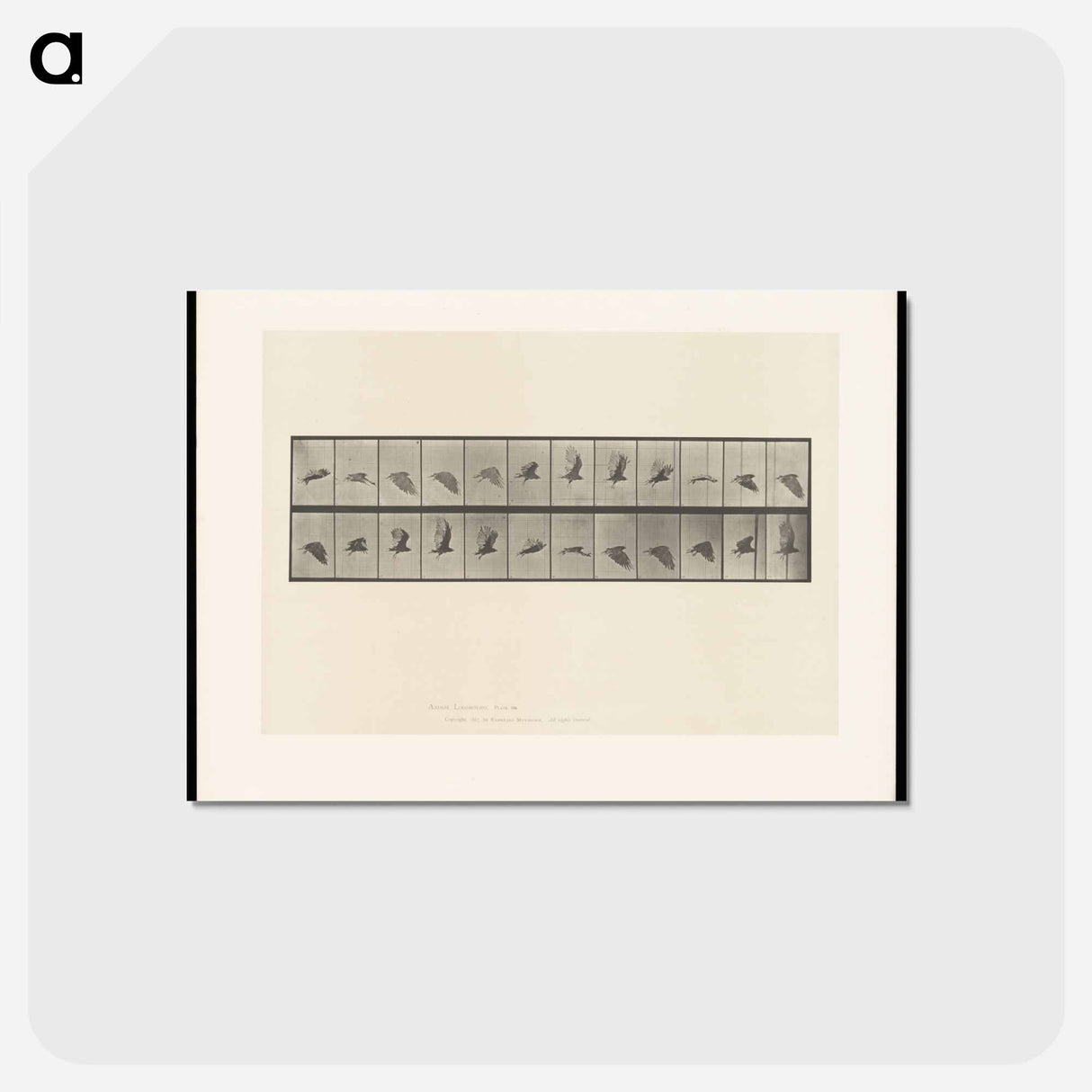 アートポストカード-Vulture in Flight
 - エドワード マイブリッジ Postcard.