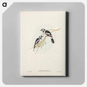 アートパネル-White-eared Flycatcher
 - ジョン グールド Canvas.