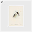 アートポストカード-White-eared Flycatcher
 - ジョン グールド Postcard.
