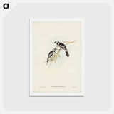 アートポストカード-White-eared Flycatcher
 - ジョン グールド Postcard.
