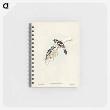 White-eared Flycatcher
 - ジョン グールド Memo.