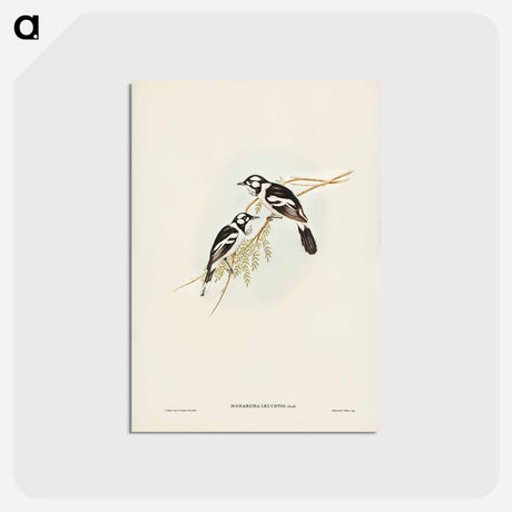 アートポストカード-White-eared Flycatcher
 - ジョン グールド Postcard.