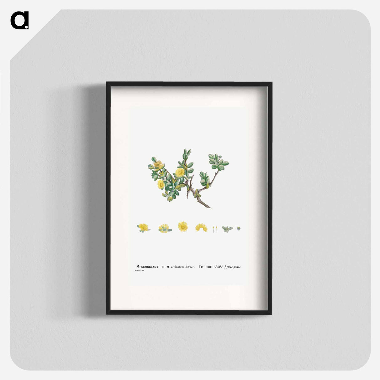 Mesembryanthemum Echinatum (Pickle Plant) - Pierre-Joseph Redouté Poster.
