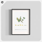 Mesembryanthemum Echinatum (Pickle Plant) - Pierre-Joseph Redouté Poster.