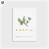 アートポストカード-Mesembryanthemum Echinatum (Pickle Plant) - ピエール ジョゼフ ルドゥーテ Postcard.