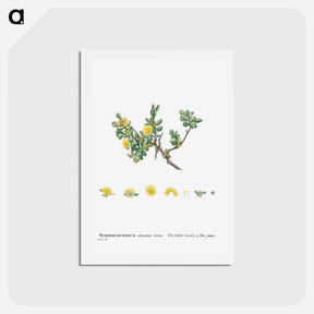 アートポストカード-Mesembryanthemum Echinatum (Pickle Plant) - ピエール ジョゼフ ルドゥーテ Postcard.