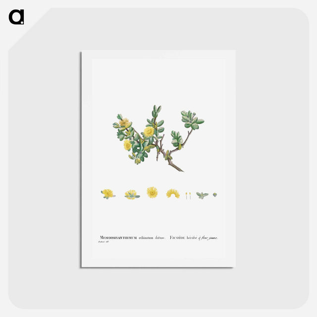 アートポストカード-Mesembryanthemum Echinatum (Pickle Plant) - ピエール ジョゼフ ルドゥーテ Postcard.