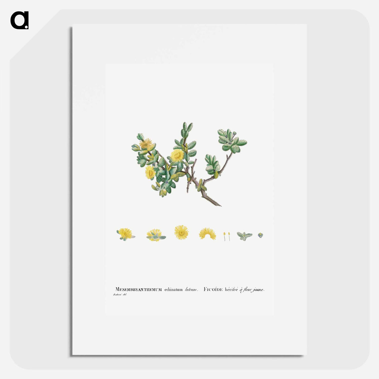 Mesembryanthemum Echinatum (Pickle Plant) - Pierre-Joseph Redouté Poster.