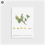 アートポストカード-Mesembryanthemum Echinatum (Pickle Plant) - ピエール ジョゼフ ルドゥーテ Postcard.