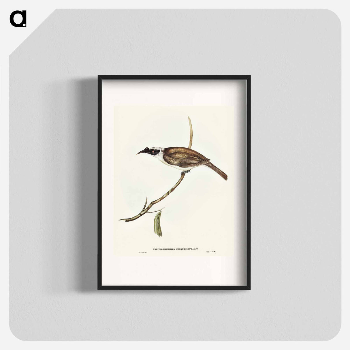 アートポスター-Silvery-crowned Friar Bird
 - オーストラリアの鳥 Poster.