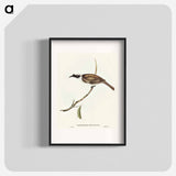 アートポスター-Silvery-crowned Friar Bird
 - オーストラリアの鳥 Poster.