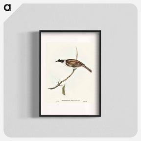 アートポスター-Silvery-crowned Friar Bird
 - オーストラリアの鳥 Poster.