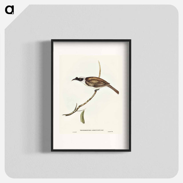 アートポスター-Silvery-crowned Friar Bird
 - オーストラリアの鳥 Poster.