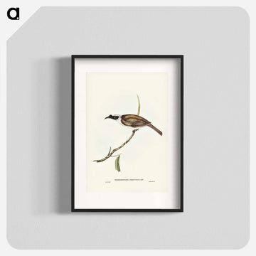 Silvery-crowned Friar Bird
 - オーストラリアの鳥 Poster.