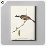 Silvery-crowned Friar Bird
 - オーストラリアの鳥 Canvas.