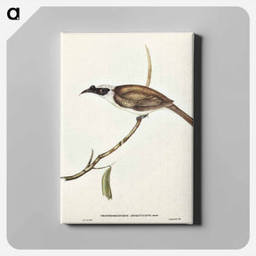アートパネル-Silvery-crowned Friar Bird
 - オーストラリアの鳥 Canvas.