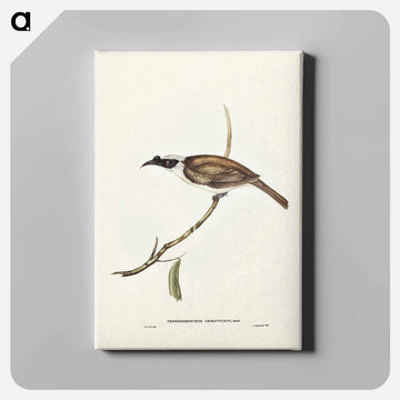 Silvery-crowned Friar Bird
 - オーストラリアの鳥 Canvas.